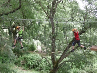 entre los arboles